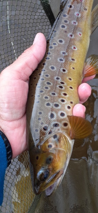 Teifi Pools trout - JA from Rhayader